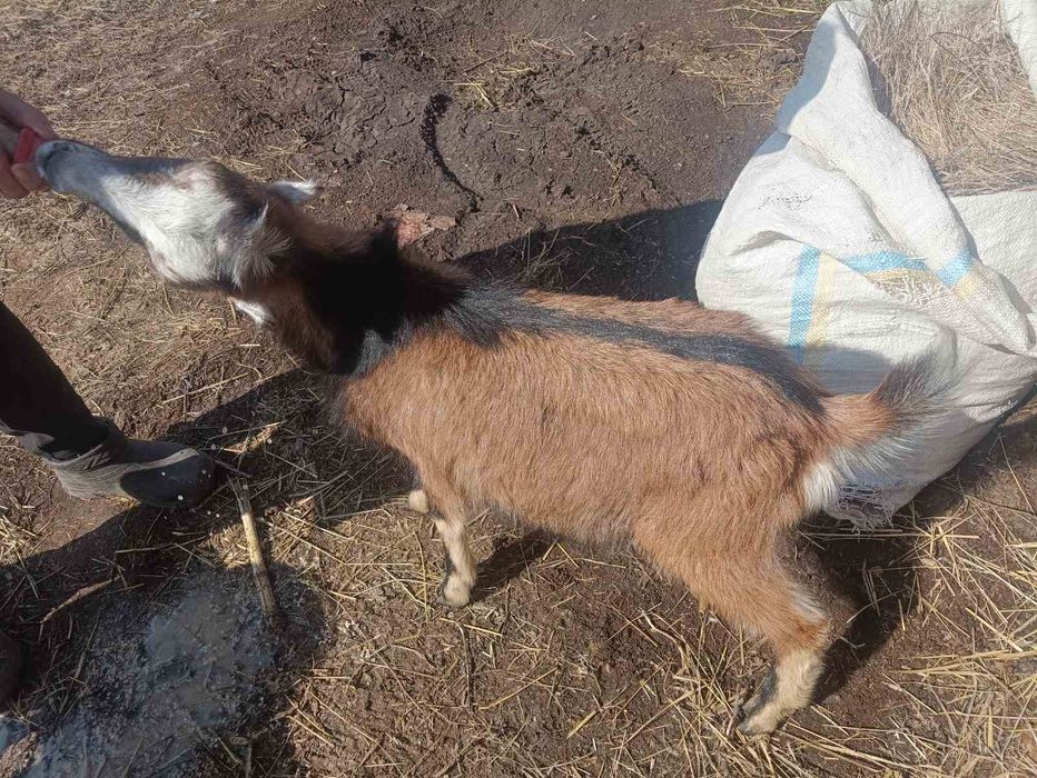 Продам козлят породы ламанч