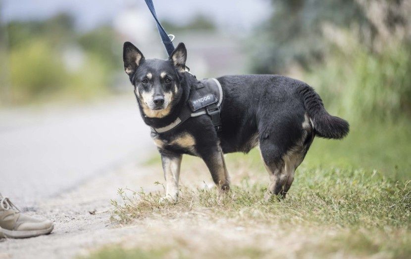 Greta poleca się do adopcji
