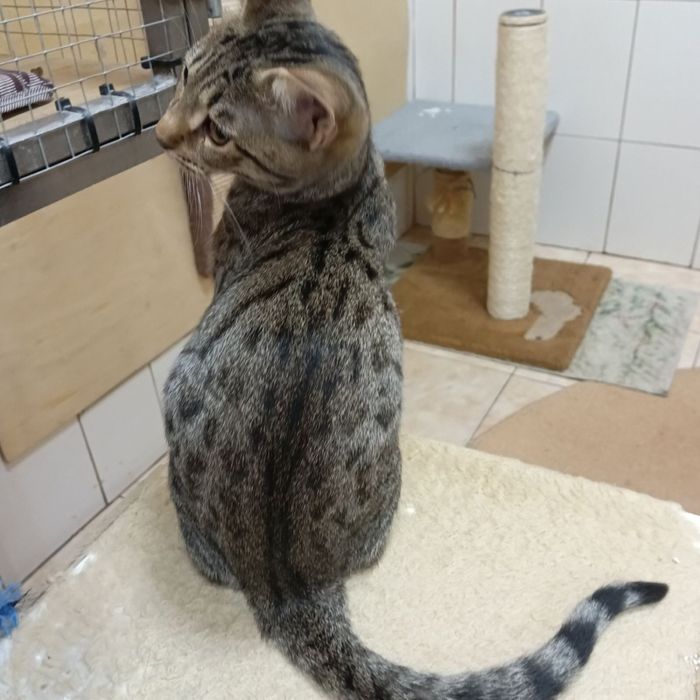 Пристраиваем в добрые руки