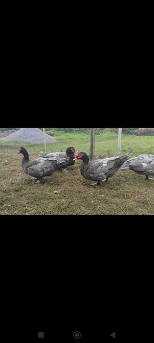 Мускусні качки інкубаційне яйце.