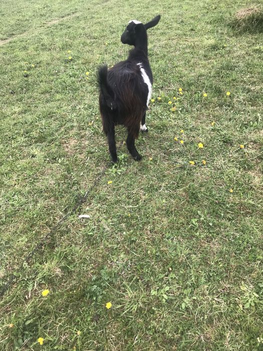 Продам козу первістку