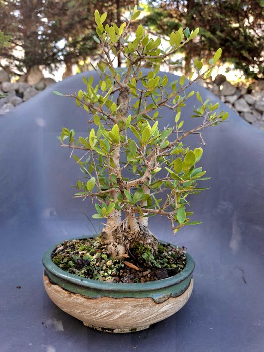 Bonsai Oliveira (Olea Europaea var.Sylvestris)