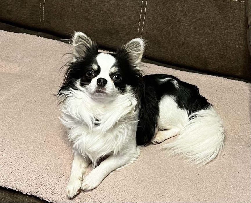 Opieka nad psem i kotem/ psi hotel