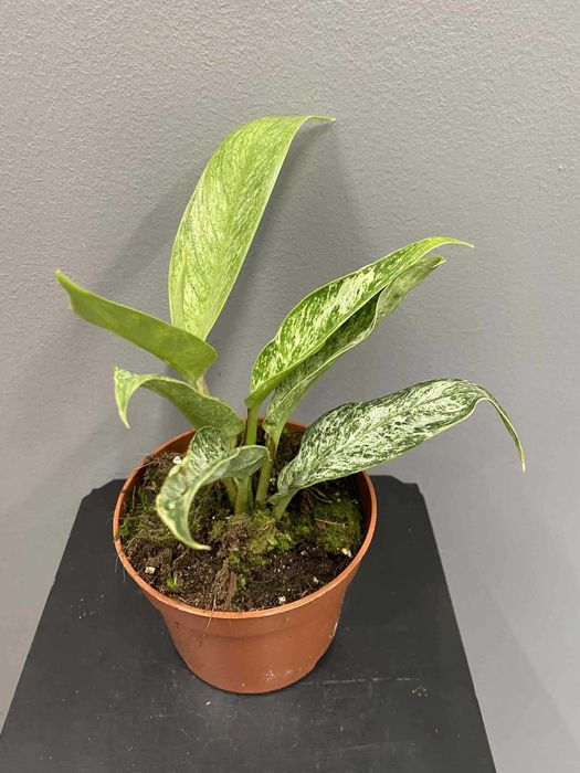 Rhaphidophora Elliptica Mint