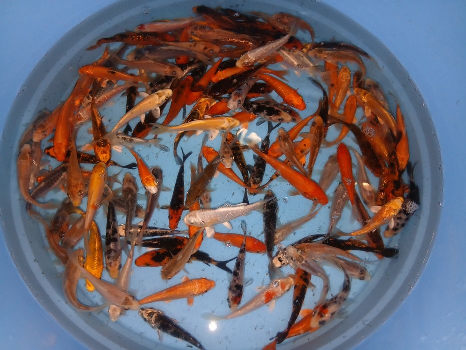Carpas koi 7/9cm