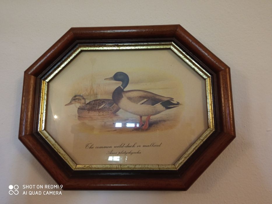 3 quadros (motivo patos)