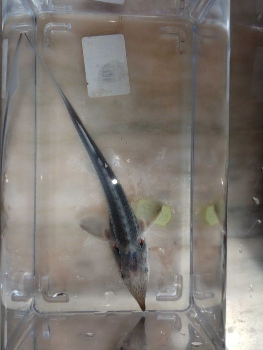 Esturjão Siberiano (Huso baerii) 15cm Agua Fria