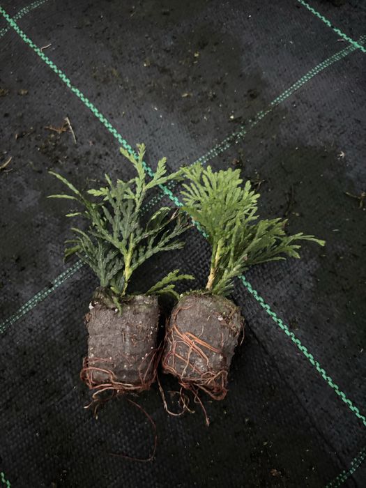 Thuja occ. DANICA kulka w muliplacie PROMOCJA!