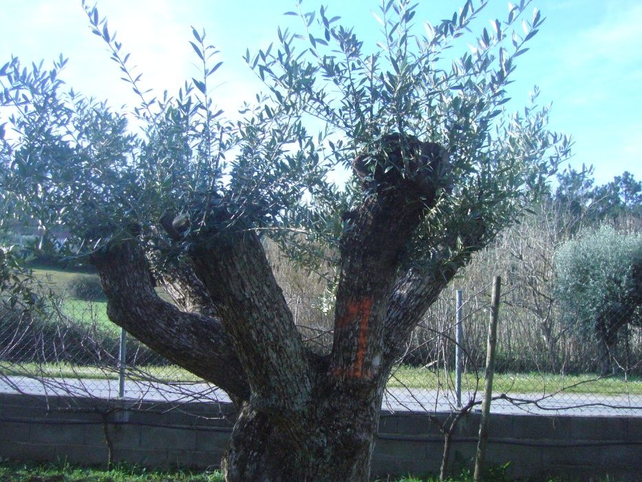 Oliveiras para jardim