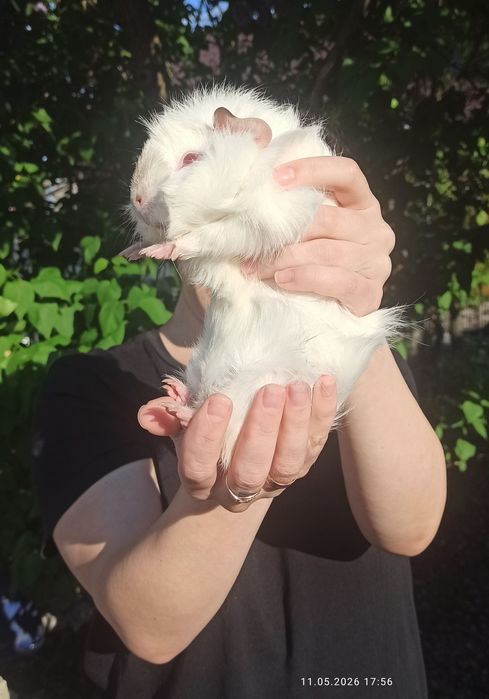 Морская свинка ,