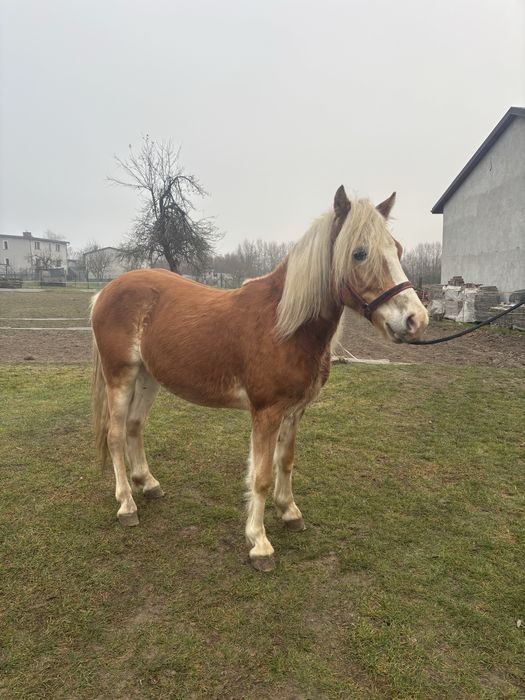 Wałach haflinger