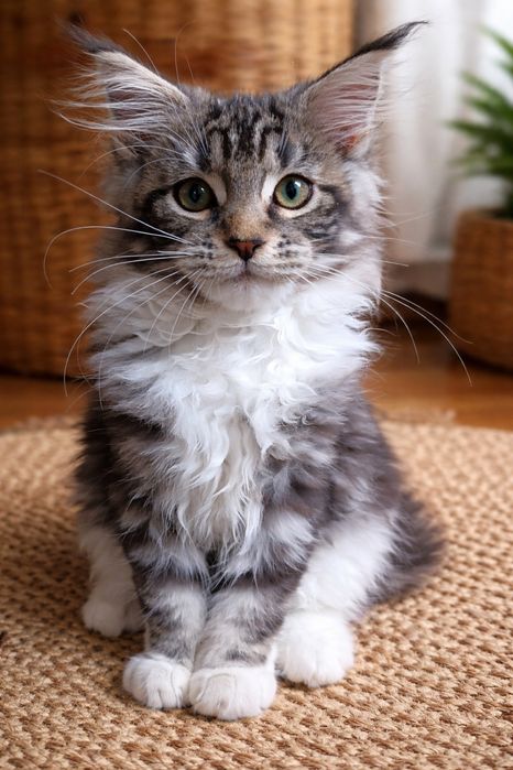 Кошенята котята мейн-кун