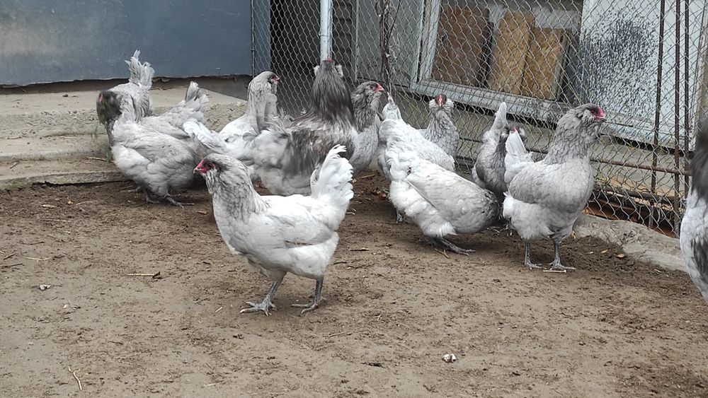 Інкубаційні яйця амераукан, амераукани, амераукана