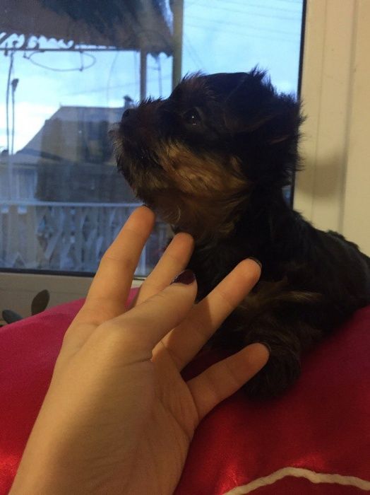 Выбери меня я буду жить у тебя !