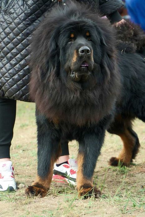 вязка тибетського мастифа