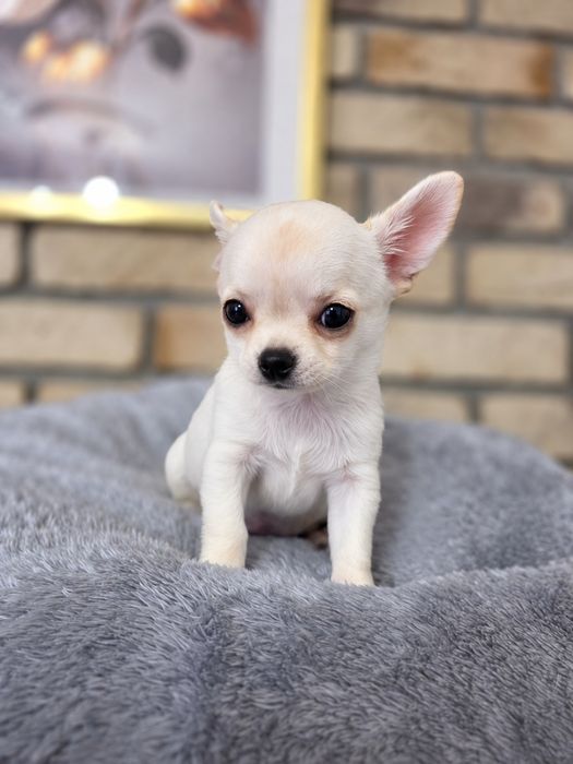 Sliczna suczka  chihuahua zkwp fci