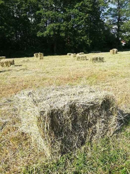 Siano sezon 2025 – II zbiór – czysta łąka