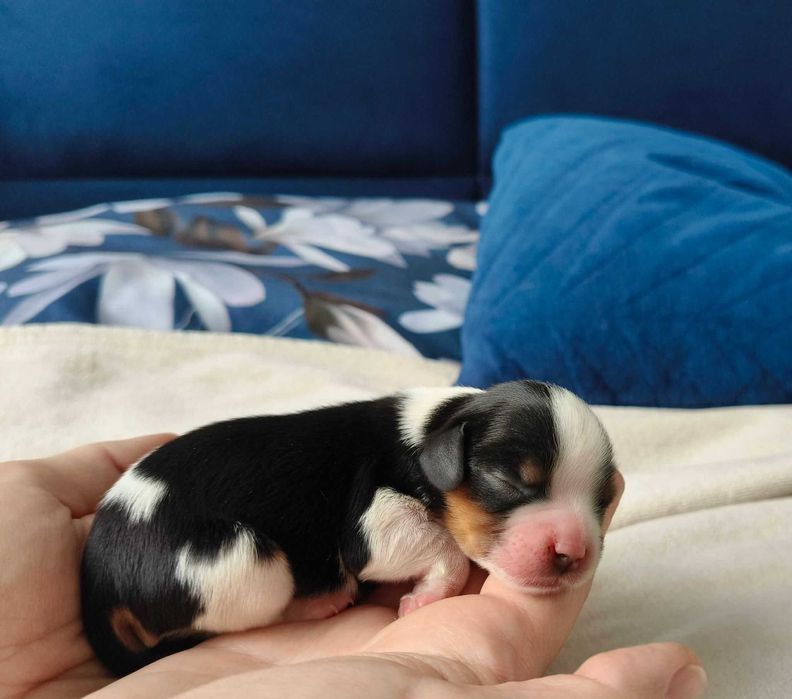 Cavalier King Charles Spaniel FCI szczenię