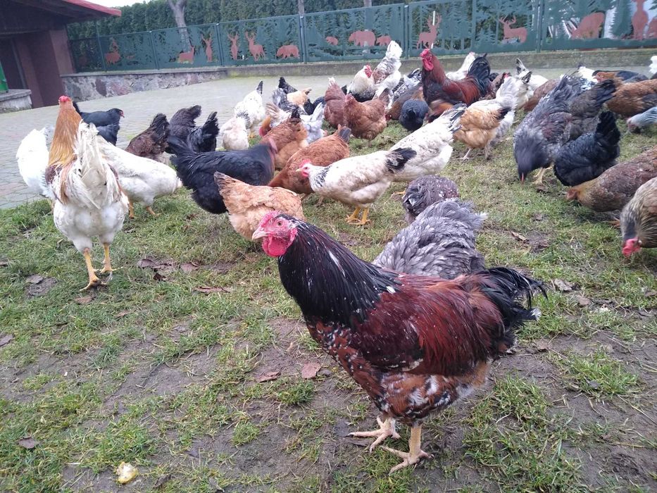 Jaja lęgowe, Wyandotte ceramiczne z miksami, wysyłkam