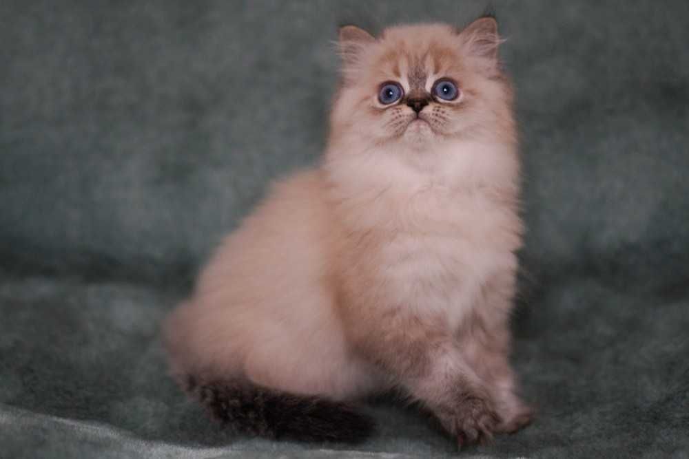 Шикарна ШОУ дівчинка Зумба з документами