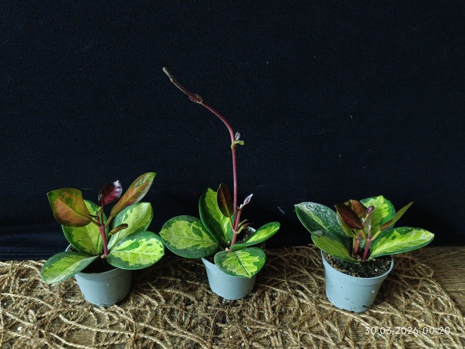 Хойя австраліс 'Ліза' (Hoya australis 'Lisa')