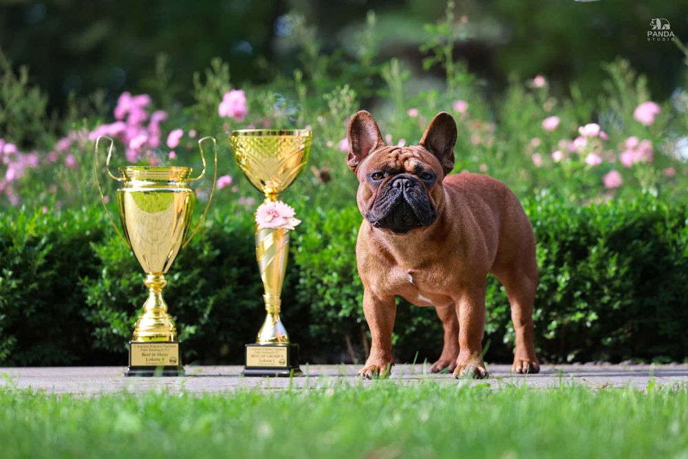 Buldog francuski FCI, prawdziwy rodowód ZKwP