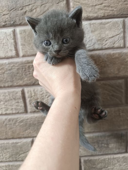 Кошенята, шотландці