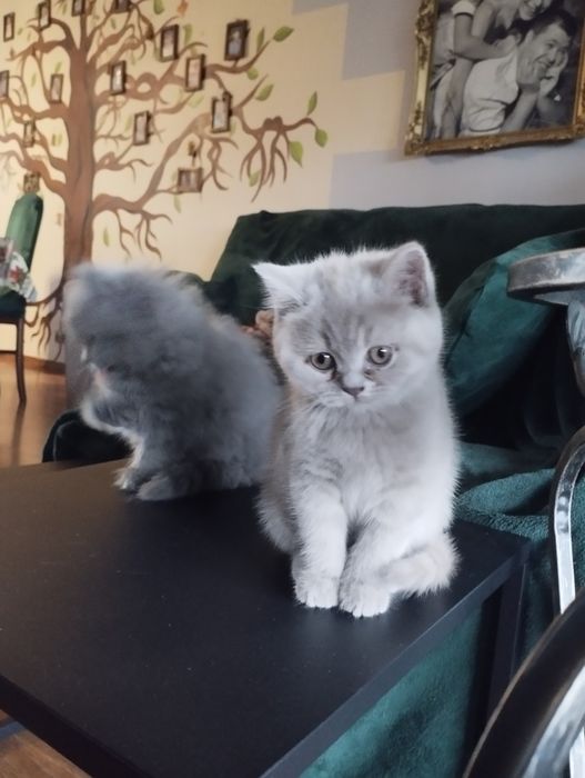 Kotek brytyjski Liliowy