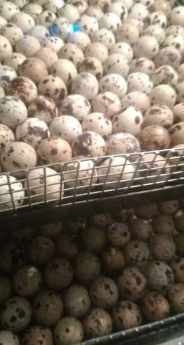 Добові перепілки - попередній запис. Доставка