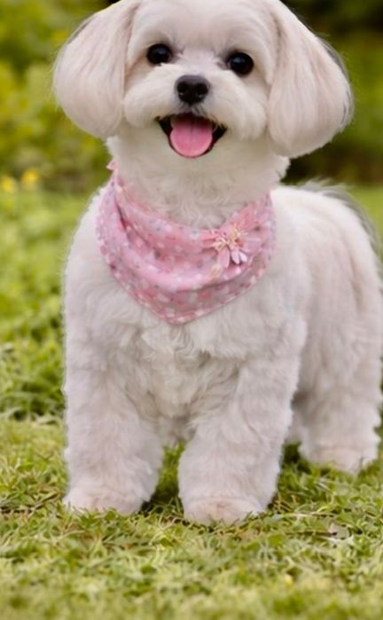 Maltipoo suczka, pudel toy-maltańczyk badania genetyczne