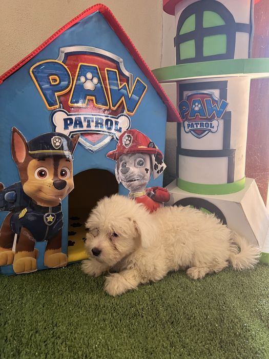Bichon maltes excelente top femea olhos azuis