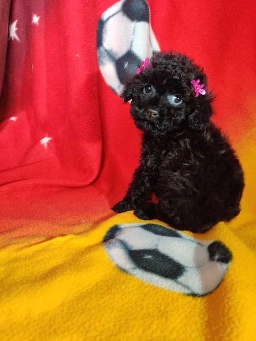 Девчушка Той Пуделя