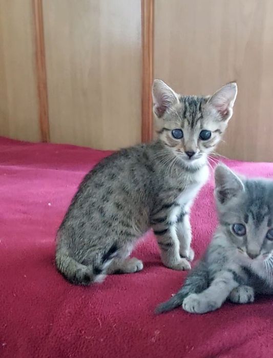 Котенок мальчик в добрые руки