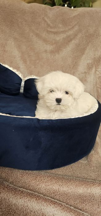 Piesek rasy Maltańczyk