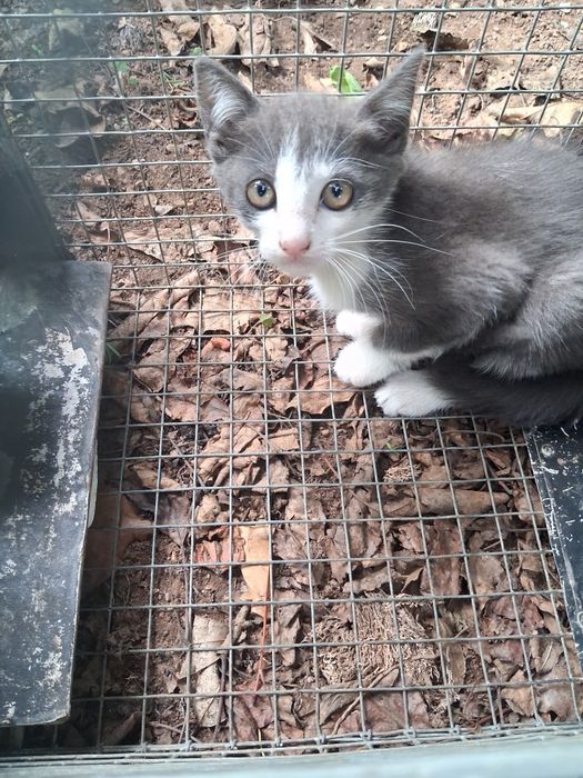 Gato manco lindissimo