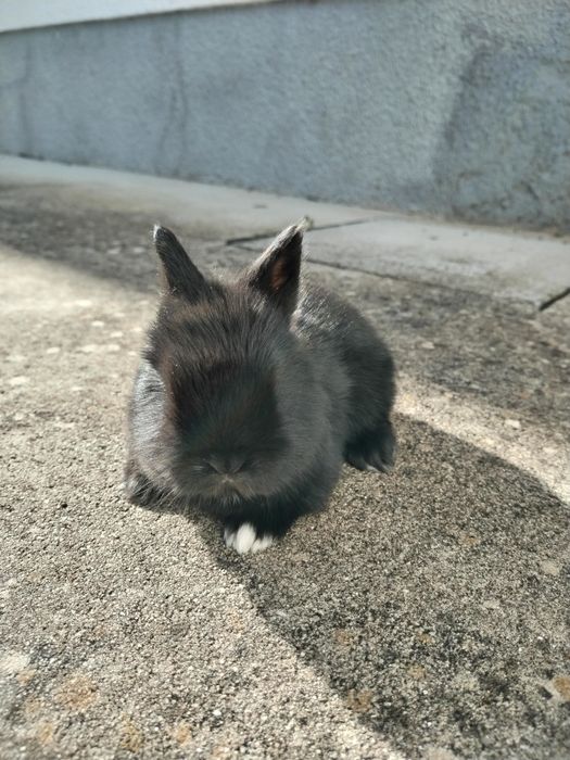 Coelho anão muito dócil