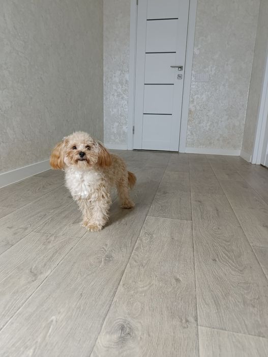 Файний хлопчік Мальтіпу