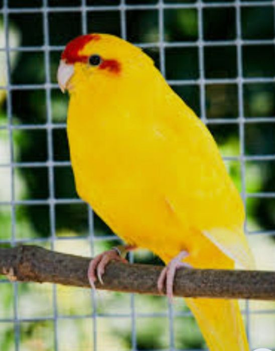 Kakarikis   macho