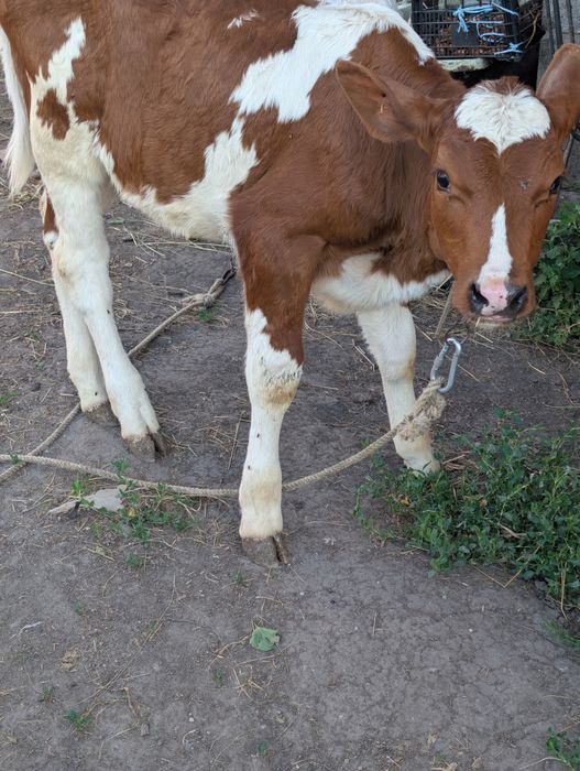 Продам теличку безрогу