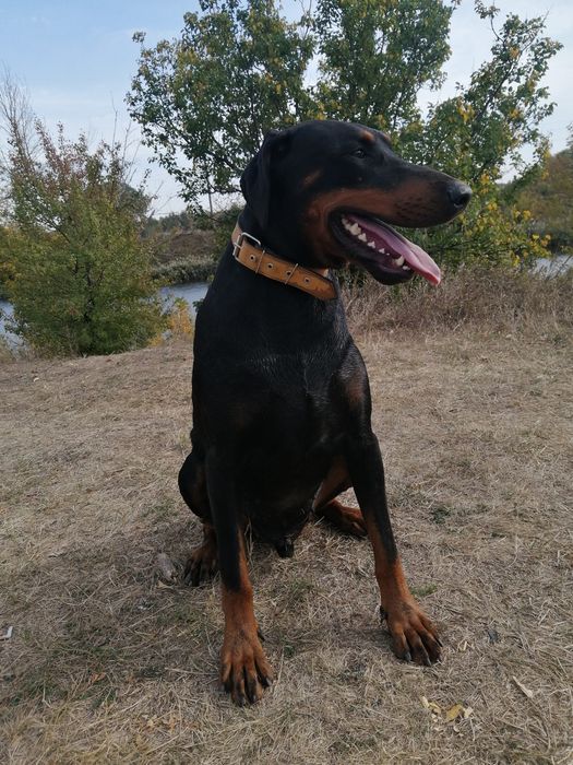 Доберман кобель, документы КСУ, для вязки