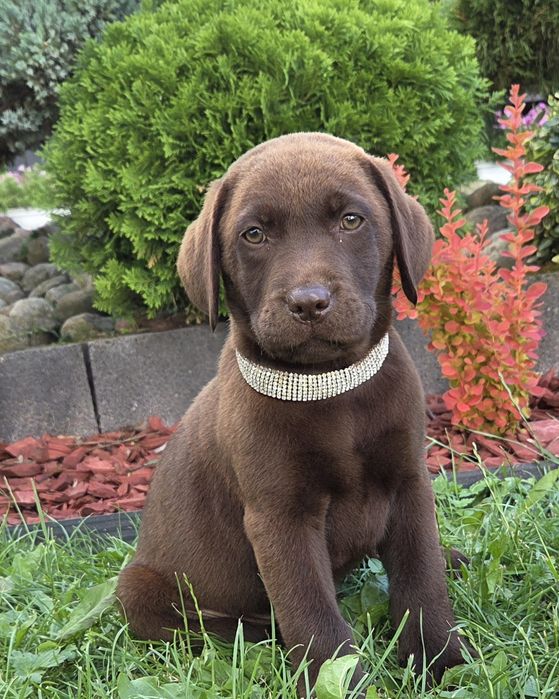 Labrador Retriever Sunia