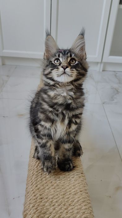 Maine coon rodowód FPL