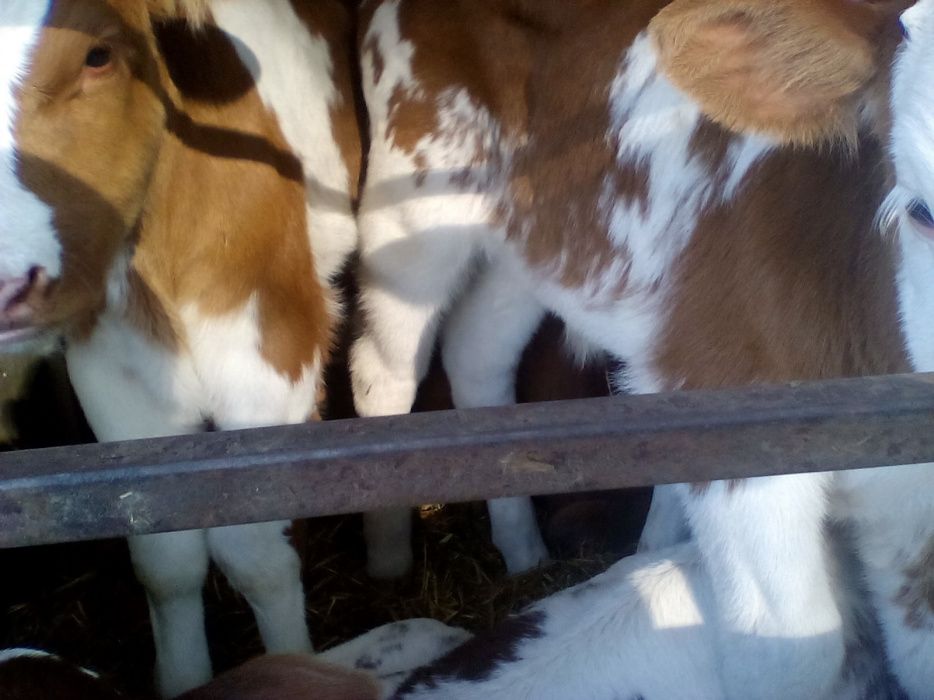 Продам телят. Молочные телята Сементал Швиц