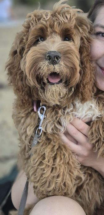 Samiec Cockapoo do odbioru