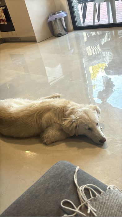 Doa-se cão porte médio/grande