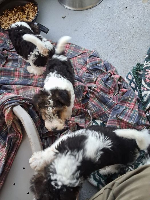 Fox  terrier tricolor