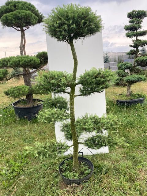 Bonsai z Modrzewia europejskiego - Larix decidua - 180cm