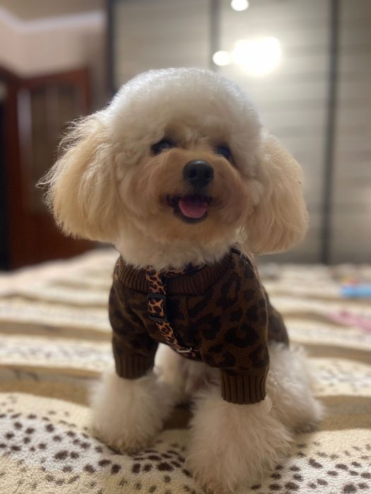 Мальтіпу хлопчик шукає дівчинку