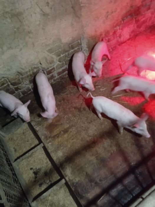 Поросята вік 9тижнів 3000 грн.