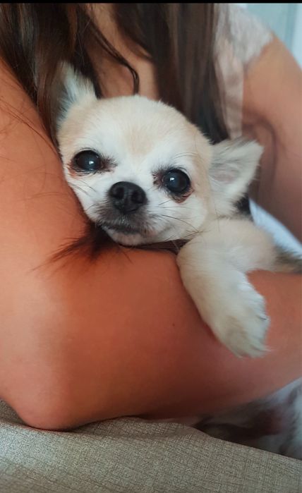 Opieka nad psem / wyprowadzanie psów domowe warunki